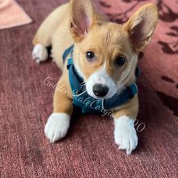 Pembroke Welsh Corgi Puppies from Golden State Corgis