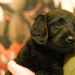 Labradoodle and Labrador Retriever Puppies from Carter Farm