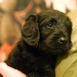 Labradoodle and Labrador Retriever Puppies from Carter Farm