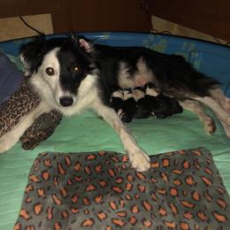 Border Collie Puppies from Cahill’s Canines