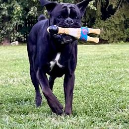 Boxer All Grown Up from Moonlitboxers