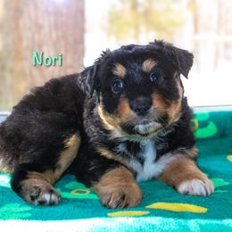 Nori - Black tri-color female Australian Shepherd puppy in Coldwater, Michigan from Northern Star Australian Shepherds