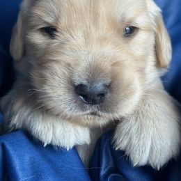 Golden Retriever Puppies from Chevaline Goldens