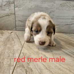 Boy 4 - Red merle male Australian Shepherd puppy in Arbela, Missouri from County Line Aussies