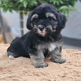 Cavachon, Cavalier King Charles Spaniel, Cavapoo, and Havanese Puppies from Peaks Pups & Cavachon Love Chocolate Cavaliers, Cavaliers, Cavachon’s, Cavapoos & Havanese