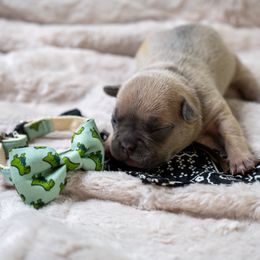 Blue fawn 3 - Blue fawn male French Bulldog puppy in Denison, Texas from Lovemyfrenchies – Stoddard Frenchbulldog's