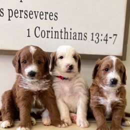 Goldendoodle Puppies from Stringer's Goldendoodles