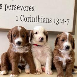 Goldendoodle Puppies from Stringer's Goldendoodles