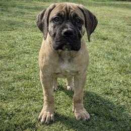Pink Collar Girl - Fawn female Boerboel puppy in Warren, Michigan from BoHo Boerboels