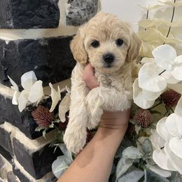 Maya - Cream female Havapoo puppy in Dothan, Alabama from Leo’s Teddy Bear doodles