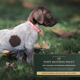 Salem (please fill out an application if interested) - Liver roan female German Shorthaired Pointer puppy in Greensburg, Kentucky from Nosam Kennels- Hungarian Vizslas, and German Shorthairs Located in Kentucky