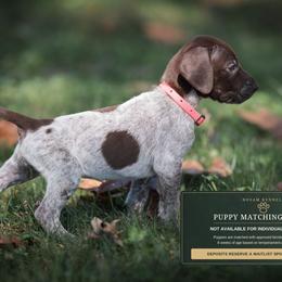 Salem (please fill out an application if interested) - Liver roan female German Shorthaired Pointer puppy in Greensburg, Kentucky from Nosam Kennels- Hungarian Vizslas, and German Shorthairs Located in Kentucky