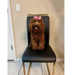 Zoey - Goldendoodle