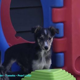 7K - Black and tan male Silken Windhound puppy in Hanna, Oklahoma from Daybreak Silken Windhounds
