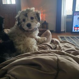 Sammy - Black and tan male Havapoo puppy in Medina, Ohio from Momma's Mastiffs