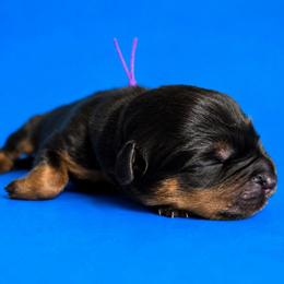 Ximara - Black and mahogany female Rottweiler puppy in Talbott, Tennessee from Exodus' Rottweilers