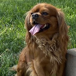 Cavalier King Charles Spaniels and Companion Crosses from Bluffroads Cavaliers and Chiliers