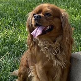 Cavalier King Charles Spaniels and Companion Crosses from Bluffroads Cavaliers and Chiliers