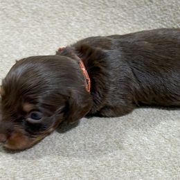 Parson - Chocolate and tan Dachshund puppy in Little Rock, Arkansas from Divine Doxies