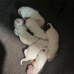 Boy pup 4 - White male Bichon Frise puppy in Wilmington, North Carolina from Cape Fear Bichons