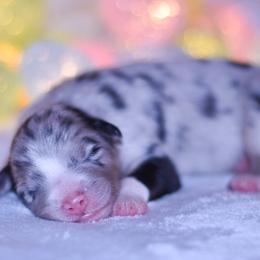 BIBA - Blue merle female Australian Shepherd puppy in Easton, Missouri from MMA Kennel