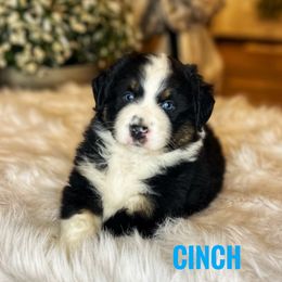 Australian Shepherds from Oakland Valley Farm