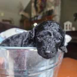 Zuri - Black female Cavapoo puppy in Blackfoot, Idaho from Draper Mountain Doodles
