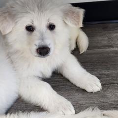 Boy 3 - White male Berger Blanc Suisse puppy in Plaucheville, Louisiana from La Nouvelle-Orléans Berger Blanc Suisse