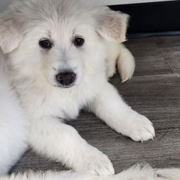 Boy 3 - White male Berger Blanc Suisse puppy in Plaucheville, Louisiana from La Nouvelle-Orléans Berger Blanc Suisse