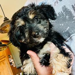 Rylee - Black phantom female Aussiedoodle puppy in Hamilton, Michigan from White Pine Farm
