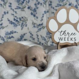 Cottontail - Cream female Dachshund puppy in Dothan, Alabama from Little House Pups