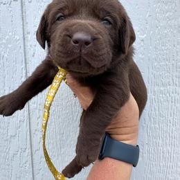 Yellow - Chocolate female Labrador Retriever puppy in Newton Grove, North Carolina from Wayalife Labradors & Gsp’s