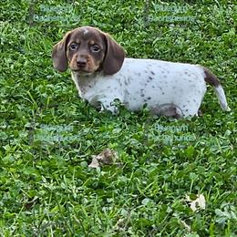 Choco - Piebald male Dachshund puppy in Herald, California from Bluegum Dachshunds