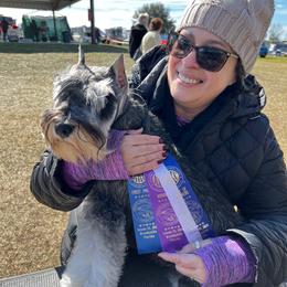 Miniature Schnauzer puppies from GG's Dream Miniature Schnauzers