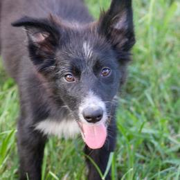 Shy - Black and white female Border Collie puppy in Kountze, Texas from Bridges Border Collies