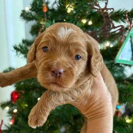 Cozy - Red and white female Cockapoo puppy in Carlotta, California from Lost Coast Bernese Mountain Dogs