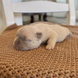 French Bulldog Puppies from Country Farm Frenchies