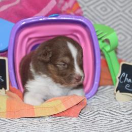Charlotte - Red tri-color female Australian Shepherd puppy in Massachusetts from Knauer Australian Shepherds