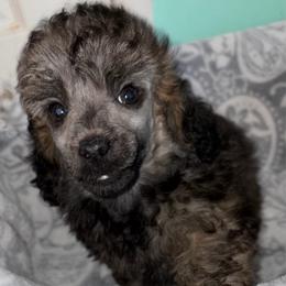 Dannie - Sable male Poodle puppy in Brandenburg, Kentucky from Paradise Poodles