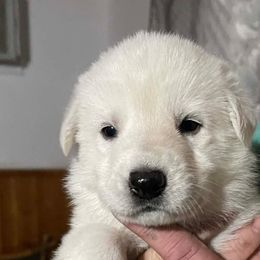 Snow - White female German Shepherd puppy in Yuba City, California from Barton’s German Shepherds