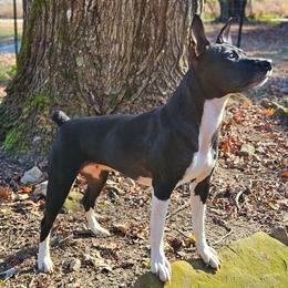 Cazador - Rat Terrier