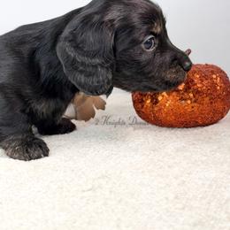 Holly - Black and cream female Dachshund puppy in New Braunfels, Texas from 2 Knights Doxies