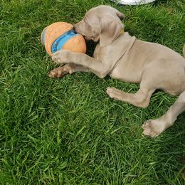 Weimaraner Puppies from Miller's Weimaraners