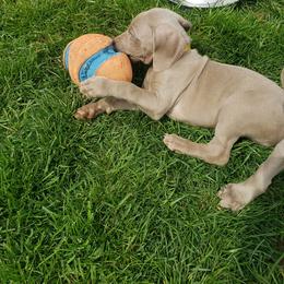 Weimaraner Puppies from Miller's Weimaraners
