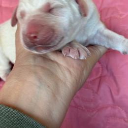 Orion- white boy - Yellow male Labrador Retriever puppy in Isanti, Minnesota from Four Corners Family Labs