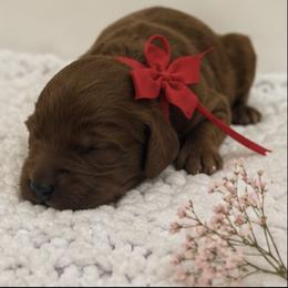 Boy 2 - male Goldendoodle puppy in Waskom, Texas from Pearls & Curls doodles & poodles