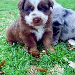 Neptune - Black tri-color male Australian Shepherd puppy in Mineral Wells, Texas from A6 Australian Shepards