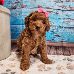 AKC - Joy - Red  female Poodle puppy in Lebanon, Missouri from Leerose Puppies