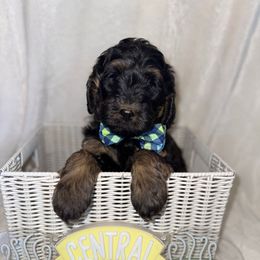 Ross - Phantom male Bernedoodle puppy in Hemet, California from Vallevistadoodles