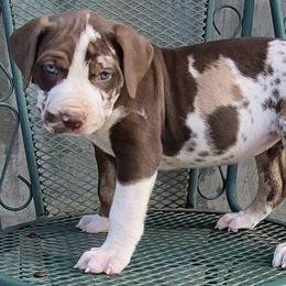 Girl 1 - Red merle female Catahoula Leopard Dog puppy in Prather, California from Marcee's Catahoulas
